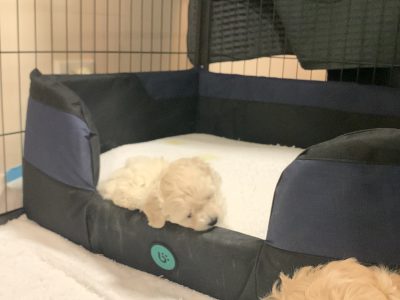 Cavoodle Puppy – Female – RPBA 12714