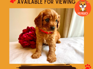F1 Ruby Toy Cavoodle – 2 females available!