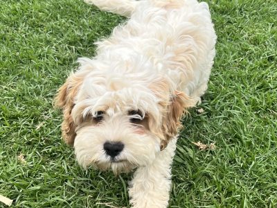 Mini cavoodle pup