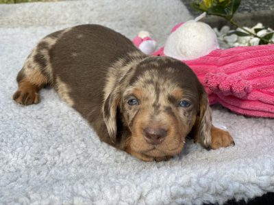 MINIATURE DACHSHUND PUPPIES FOR SALE