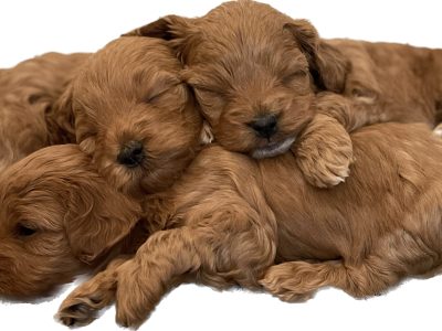 Tiny toy cavoodles dna tested