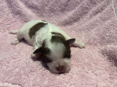 Maltese Shih Tzu puppies