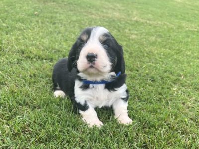 Pembroke Corgi x Cavalier King Charles Spaniel