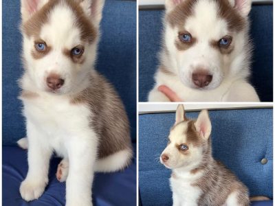 Purebred Siberian Husky puppies