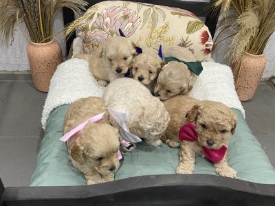 CAVOODLE PUPPIES READY FOR NEW HOMES