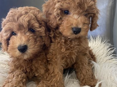 RED TOY CAVOODLE PUPPIES FOR SALE