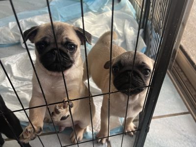 Pug Puppies For Sale