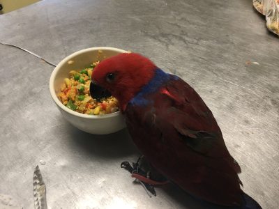 Microchipped Eclectus