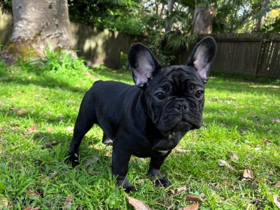 French Bulldog Puppies Sydney Ready to go
