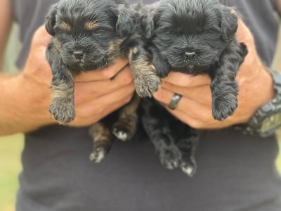 Moodles Puppies 🐶 Toy Poodle x Maltese