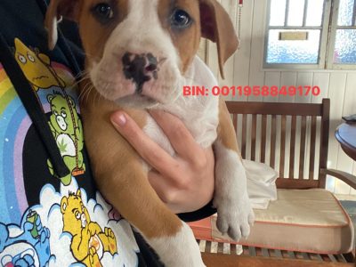 American bulldog x staffy pup