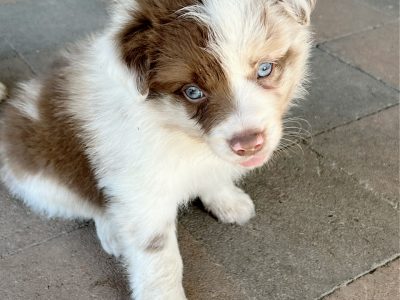 Merle Border Collie Puppies