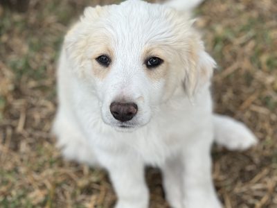 Purebred Border Collie Pups x2 Males