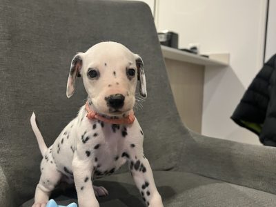 Dalmatian puppies