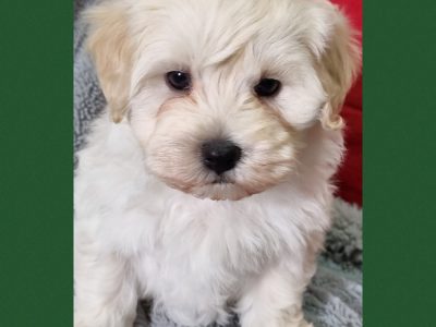 Moodle Puppies – Toy poodle x maltese