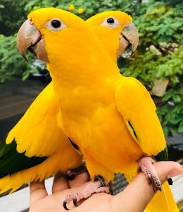 Sweet Golden Conure birds