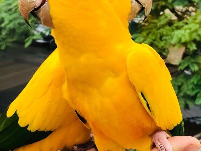 Sweet Golden Conure birds