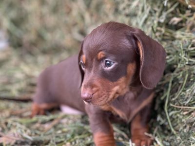 True miniature Dachshunds