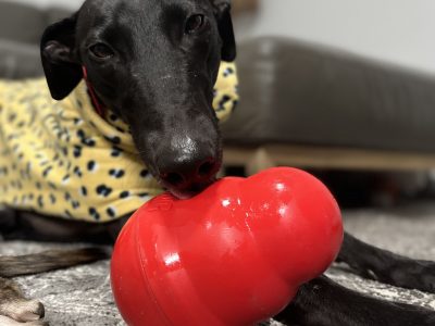 Maggie our beautiful petite greyhound.