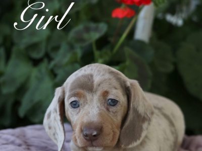 Mini Dachshund Puppies- Ready Now!