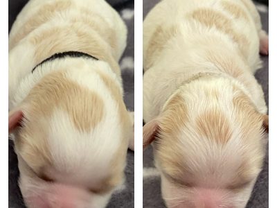 Cavoodle x Lhasatzu Puppies