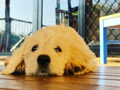 Double doodle puppies- 2 left!