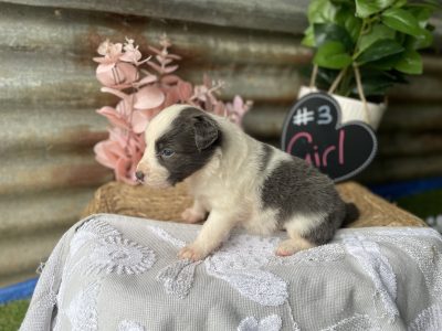 Gorgeous Border Collie Pups – PRICE REDUCED