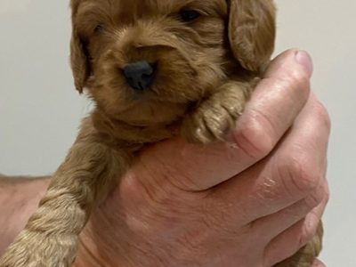 Ruby Red Toy Cavoodles