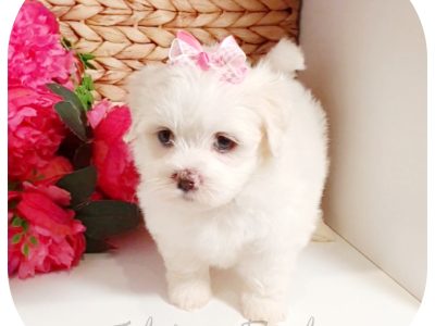 6 Maltese Shih Tzu – Ready 12-Oct