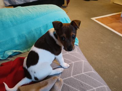 Pure Bred Jack Russell Puppy