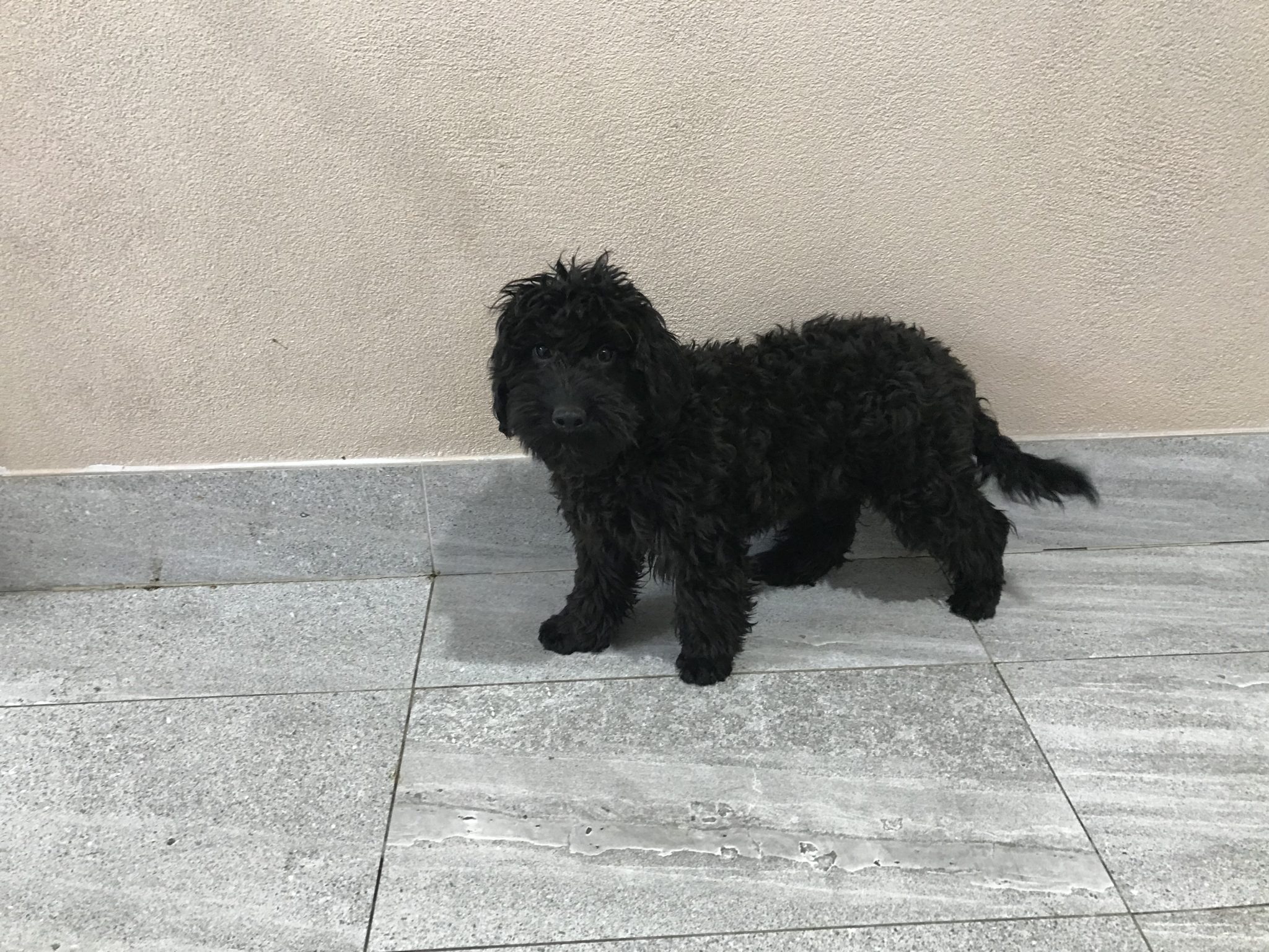 CAVOODLE PUPPIES READY FOR NEW HOMES