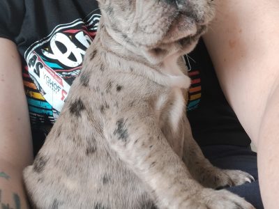 French Bulldog Puppies Pedigree MDBA registered