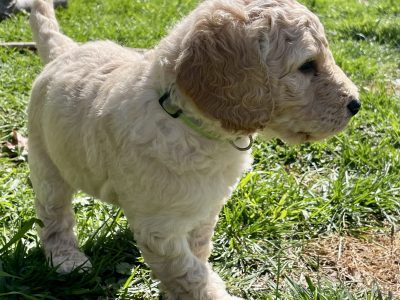 Multi-gen Labradoodle pups