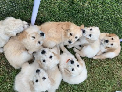 Gorgeous groodles (F1, DNA cleared parents)