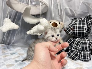 Available Munchkin kittens