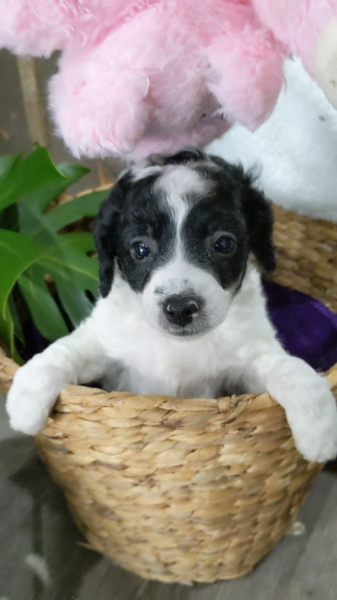 Toy cavoodle pups black and white