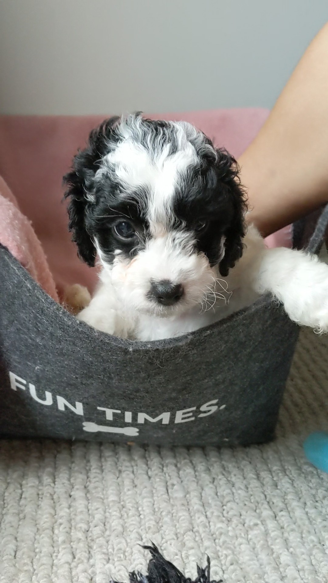 Toy cavoodle pups black and white