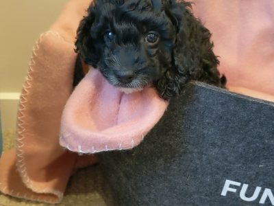 Toy cavoodle pups black and white