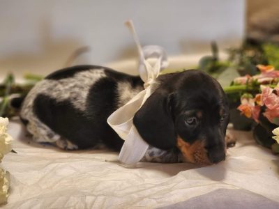 Mini Dachshund puppies