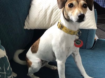 Jack Russell Foxy Cross Female