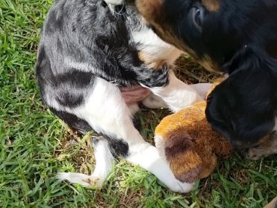Brittany Spaniel Puppies – French Brittany