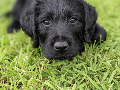 F1 Labradoodle Puppies