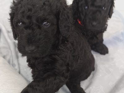 Mini Poodles