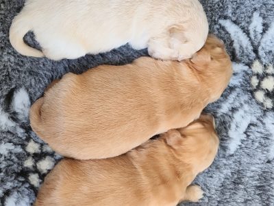 Pure Bred Golden Retriever Puppies