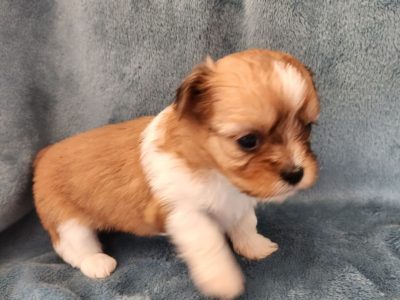 Maltese x Shih Tzu Puppies