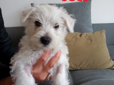 West Highland Terrier Puppies