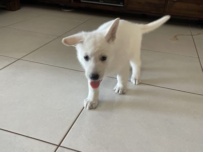 White German Shepherd x White Swiss Shepherd