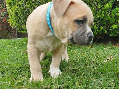 Purebred Amstaffy Puppies