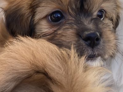 Maltese Shih Tzu puppies