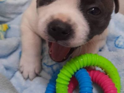 English Staffordshire Bull Terrier